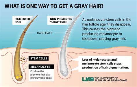 do pubic hairs go gray|Gray Pubic Hair: How to Get Rid, Causes before Head & at Young Age.